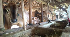 Kementan Targetkan Panen 3 Juta Anak Sapi