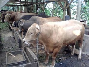 Mentan Targetkan 500 Ribu Sapi Bunting di 2017-2018