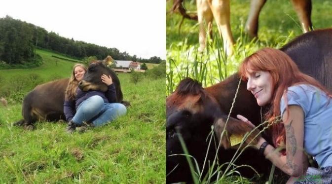 Terapi Berpelukan dengan Sapi, Jadi Tren Hilangkan Stres