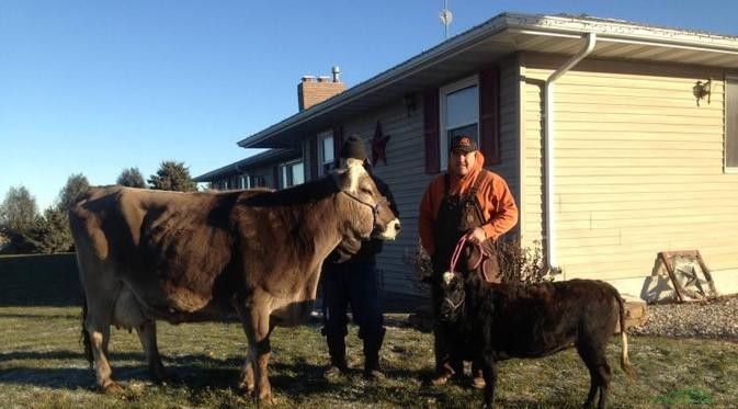 Seukuran Anjing, Spesies Sapi Baru Ini Bisa Jadi Hewan Peliharaan