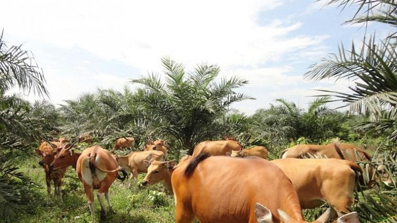 Pengembangan Sapi Belgian Blue Tak Cocok pada Peternak Lokal