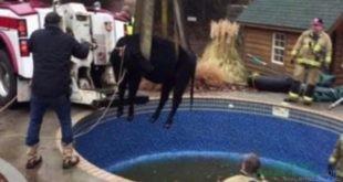 Sapi Raksasa 680 Kg Hebohkan Petugas Damkar, Kenapa