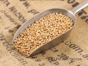 Jual BIJI GANDUM