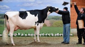 Unik, 200 Sapi Perah Ikuti Kontes Kecantikan di Jerman