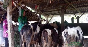 Sapi di Kota Semarang Wajib Bunting