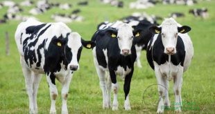 Saran Mahasiswa Ini, Peluk Sapi Supaya Lebih Rileks