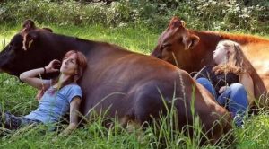 Terapi Berpelukan dengan Sapi, Jadi Tren Hilangkan Stres