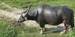 Daging kerbau India siap serbu pasar Indonesia jelang Ramadan