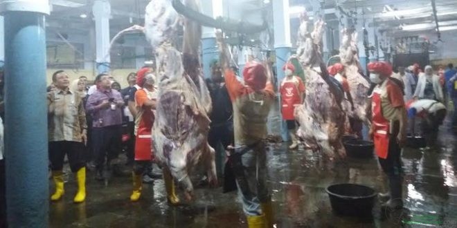 Cek stok sapi potong, KPPU sidak rumah potong hewan 