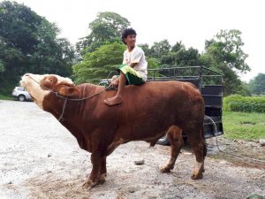 SAPIKU.com | Sapi Metal Terbesar