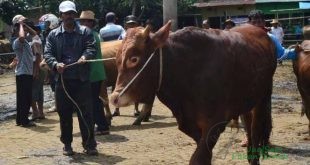 Peternak Sapi di Malang Keluhkan Impor