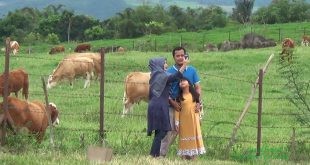 Peternakan Sapi Padang Mangatas Jadi Tempat Wisata Pilihan