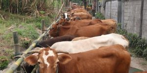 Puluhan sapi di Kediri ikuti 'apel' wajib bunting