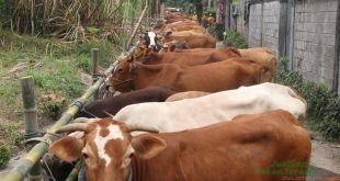 Puluhan sapi di Kediri ikuti 'apel' wajib bunting