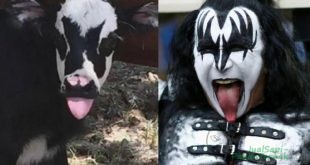 Anak Sapi Ini Mirip dengan Vokalis Band Rock Kiss