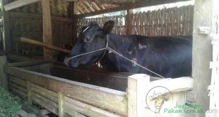 Jelang Idul Adha, Pencuri Sapi Gentayangan