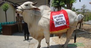 Pemilik Sampai Tidur Dekat Sapi Kurban yang Dibeli Jokowi