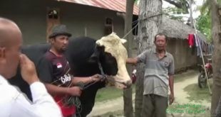 Sapi Jumbo dari Lereng Merapi Dijual Rp 75 Juta, Siapa Mau Beli?