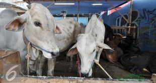 Tingkatkan Bobot Sapi, Kementan Beli Bibit Sperma dari Brasil