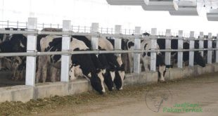 2017, PT Astra Agro Lestari kucurkan Rp 100 M kembangkan bisnis ternak sapi