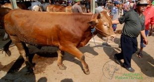 Banyak Peminat, Daging Sapi Asal Kupang Berbobot Besar