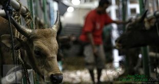 Liputan6.com, Jakarta Kementerian Pertanian (Kementan) terus berupaya meningkatkan populasi sapi di dalam negeri. Salah satunya dengan melakukan kawin suntik atau Inseminasi Buatan (IB) pada sapi milik peternak di Kabupaten Malaka, Nusa Tenggara Timur (NTT). Direktur Jenderal Peternakan dan Kesehatan Hewan (PKH) Kementan I Ketut Diarmita mengatakan, ‎pelaksanaan kegiatan IB massal di Kabupaten Malaka ini ditujukan agar sapi-sapi milik peternak menjadi bunting. "Sehingga akan lahir pedet-pedet yang akan menambah populasi sapi di Kabupaten ini,” kata dia di Jakarta, Jumat (13/10/2017). Menurutnya, Provinsi NTT merupakan salah satu produsen sapi potong yang mensuplai kebutuhan daging sapi di wilayah Jabodetabek. Namun dalam hal pelayanan IB, NTT merupakan salah satu daerah introduksi, yang sebagian besar wilayahnya baru diperkenalkan teknologi IB. Ketergantungan anakan hasil dari kawin alam masih sangat tinggi, karena hampir seluruh sistem pemeliharaan ternak sapi dan kerbau di NTT dengan cara dilepaskan. “Hal ini perlu menjadi perhatian kita bersama, karena dengan sistem kawin alam yang tidak terprogram akan terjadi in breeding (kawin sedarah), sehingga terjadi penurunan mutu genetik pada ternak yang terlihat dari performans sapi-sapi yang lebih kecil," ungkap dia. Selain untuk meningkatkan mutu genetik ternak, lanjut Ketut, IB pada ternak sapi merupakan salah satu upaya penerapan teknologi tepat guna untuk peningkatan populasi. ”Melalui kegiatan IB, penyebaran bibit unggul ternak sapi dapat dilakukan dengan murah, mudah dan cepat, serta diharapkan dapat meningkatkan pendapatan para peternak," tutur dia. Berdasarkan data kumulatif pada periode Januari-Oktober 2017, capaian IB di Provinsi NTT sebesar 35.505 ekor atau 24,15 persen dari target 146.965 ekor. Sedangkan capaian kebuntingan ternak Provinsi NTT di angka 79.071 ekor atau 94,39 persen dari target 83.770 ekor yang berasal dari kawin alam. “Capaian pelaksanaan IB di Provinsi NTT masih perlu menjadi perhatian besar bagi kita semua. Dinas Peternakan provinsi utamanya Dinas Kabupaten secara aktif diharapkan dapat menjadi motor penggerak di tingkat lapangan," himbau I Ketut Diarmita. Ketut memaparkan, sebelum adanya Upsus Siwab capaian IB di NTT hanya sekitar 5 ribu ekor per tahun. Selanjutnya, setelah ada program Upsus Siwab sampai saat ini telah terjadi peningkatan signifikan terhadap total raihan IB di Provinsi NTT menjadi 35 ribu ekor atau terjadi peningkatan sebesar 700 persen. Dan diharapkan sampai dengan akhir 2017 dapat mencapai 80 ribu ekor atau naik 1.600 persen. Hal tersebut juga telah terjadi di wilayah Indonesia Timur lainnya yang sebagian besar merupakan wilayah introduksi. “Pelaksanaan Upsus Siwab tahun 2017 tinggal 2 (dua) bulan lagi dan diharapkan berjalan sesuai harapan. Untuk itu, dalam acara Gebyar Siwab ini kami mengajak seluruh pihak yang hadir disini bersama-sama mewujudkan target yang telah ditetapkan sekaligus mensukseskannya," tandasnya. Selain itu, Ketut menghimbau, dengan banyaknya limbah pertanian di Kabupaten Malaka diharapkan dapat dimanfaatkan sebagai bahan pakan sapi potong. Integrasi saling menguntungan dengan sub sektor lain, seperti tanaman pangan, hortikultura, perkebunan dan kehutanan diharapkan dapat untuk mewujudkan sinergitas, sehingga tidak ada limbah pertanian yang terbuang. "Semua bisa saling bersinergi, limbah pertanian digunakan sebagai bahan pakan ternak, sedangkan limbah ternak digunakan sebagai sumber energi biogas dan pupuk bagi tanaman, sehingga ada nilai nambah bagi peternak," tandas dia.