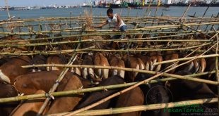 Wih, NTT Pasok 56.000 Sapi Potong ke Jakarta