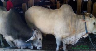 Pemkot pastikan sapi di Palembang bebas dari virus Jembrana