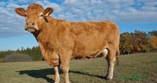 Menolak Disembelih, Seekor Sapi Malah Berenang Menyeberang Danau