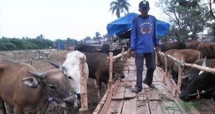 Industri Diminta Bantu Tingkatkan Populasi Sapi Peternak