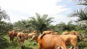 Pengembangan Sapi Belgian Blue Tak Cocok pada Peternak Lokal