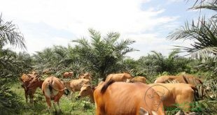 Pengembangan Sapi Belgian Blue Tak Cocok pada Peternak Lokal