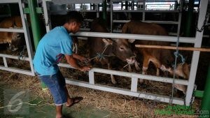 2 Kapal Ternak Pelni Angkut 1.000 Sapi ke Jakarta