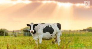 Mirip Tinder Aplikasi Ini Malah Jodohkan Sapi