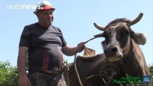 Lewati Perbatasan Secara Ilegal, Sapi Dihukum Mati