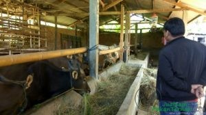 Penjual hewan kurban di OKU Timur mulai mempersiapkan persediaan menjelang hari raya Kurban Artikel ini telah tayang di Tribunsumsel.com dengan judul Pedagang Siapkan Hewan Kurban, Harga Sapi Mulai Rp 12,5 Juta, Kambing Rp 2 Juta, http://sumsel.tribunnews.com/2018/07/17/pedagang-siapkan-hewan-kurban-harga-sapi-mulai-rp-125-juta-kambing-rp-2-juta. Editor: Wawan Perdana