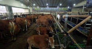 Kementan Awasi Pemotongan dan Kesehatan Hewan Kurban