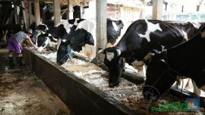 Astra Agro Serius Jualan Sapi Target 6.000 Ekor