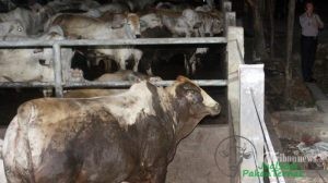 Terpapar Pelemahan Kurs Rupiah, Pengusaha Penggemukan Sapi Kurangi Impor Sapi Bakalan