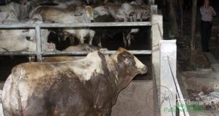 Terpapar Pelemahan Kurs Rupiah, Pengusaha Penggemukan Sapi Kurangi Impor Sapi Bakalan