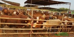 sapi-dianggap-sakral-penjual-daging-di-india-dipaksa-tutup-toko