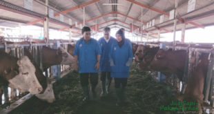 Kembangkan Sapi Belgian Blue, Dubes RI di Belgia Apresiasi Kementan