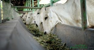 Kementan Salurkan 1.225 Ekor Sapi Brahman Cross ke Peternak