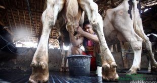 Serap Susu Lokal, 128 Pengusaha Gandeng Peternak Sapi Perah
