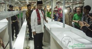 Anies Ingin Tingkat Konsumsi Daging Sapi di Jakarta Ditingkatkan