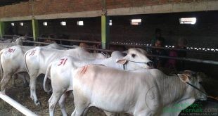 Malaysia Akui Kemajuan Pembangunan Peternakan Sapi Potong Indonesia