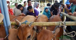 NTB Panen Pedet, Bukti Geliat Peternakan Pascagempa