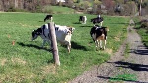 Belasan Sapi Perah Ini Melompat Karena Senang Melihat Rumput