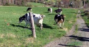 Belasan Sapi Perah Ini Melompat Karena Senang Melihat Rumput