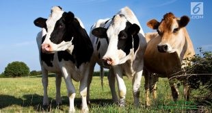 Genjot Populasi Sapi Potong Mentan Optimalkan Program Ini di Jatim